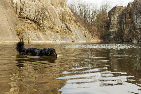 Negro Oro Hovie Baña Famoso Lago Praga — Foto de Stock