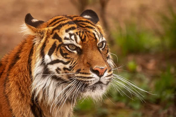 Panthera Tigris Tigris Суматранский Портрет Тигра — стоковое фото