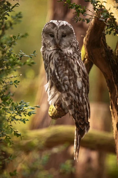 Búho Ural Strix Uralensis Retrato Una Rama Cerca —  Fotos de Stock