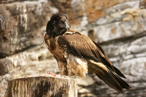 Bearded Vulture Gypaetus Barbatus Sitting Piece Wood Front Rock — Stock Photo, Image