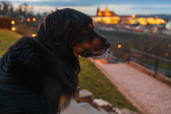 Negro Oro Hovie Atardecer Con Castillo Praga Como Fondo —  Fotos de Stock