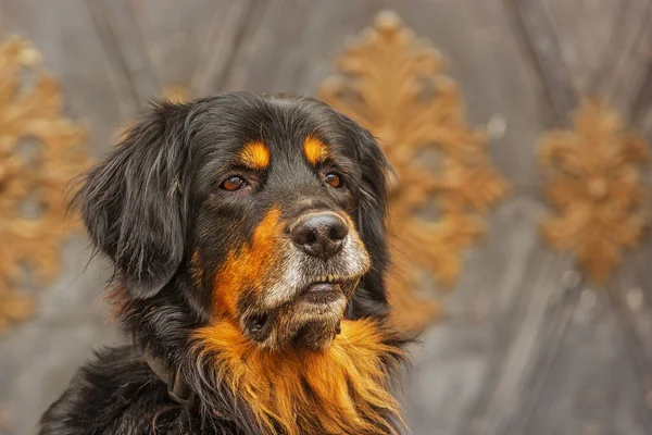 Beautiful portrait of a male dog black and gold Hovie