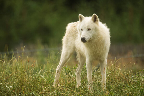 Arctic wolf (Canis lupus arctos) is very vigilant