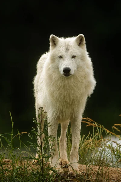 Arctische Wolf Canis Lupus Arctos Prachtig Portret Tegen Een Donkere — Stockfoto