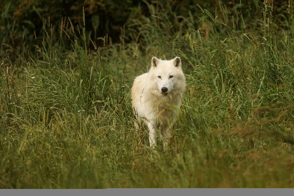 Lobo Ártico Canis Lupus Arctos Bellamente Visible Hierba Verde — Foto de Stock