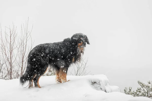 暴风雪中的黑色和金色霍维 — 图库照片