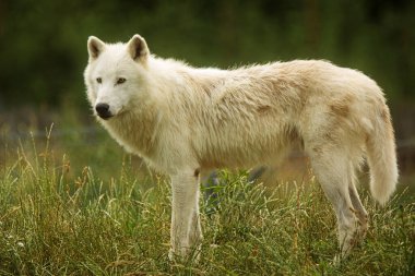 Arctic wolf (Canis lupus arctos) standing cautiously on the hill and looking around