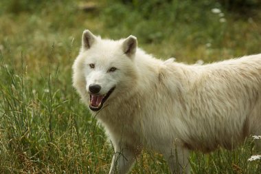 Arctic wolf (Canis lupus arctos) smiles beautifully