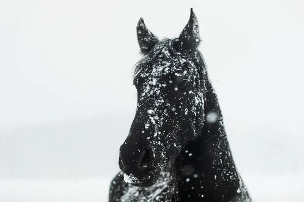 Cavalo Frísio Tem Uma Cabeça Cheia Flocos Neve Caindo — Fotografia de Stock