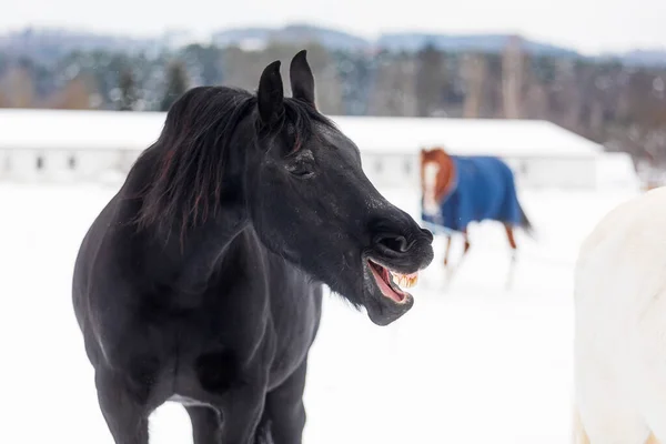 Cavalo Friesian Boceja Parece Que Ele Está Rindo — Fotografia de Stock