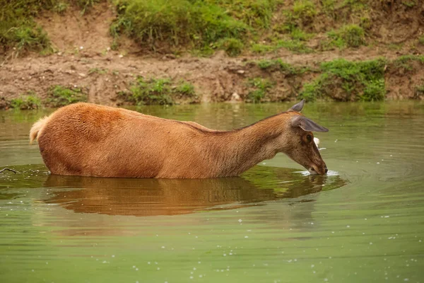 Ciervo Común Dama Dama Parado Agua Bebiendo Cuidadosamente —  Fotos de Stock