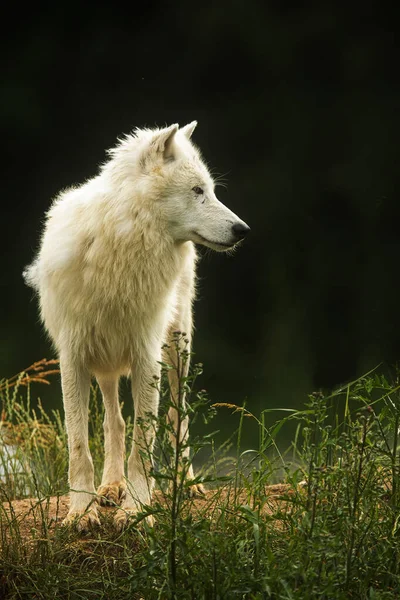 Lobo Ártico Canis Lupus Arctos Belo Retrato Contra Fundo Escuro — Fotografia de Stock