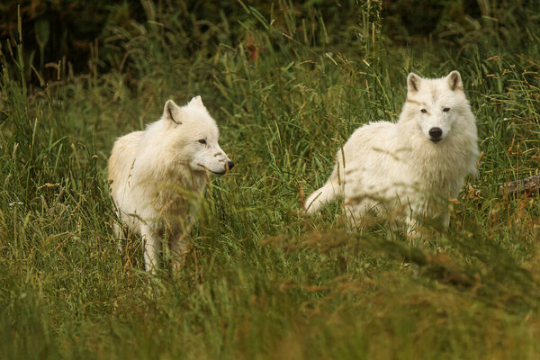 Arctic wolf (Canis lupus arctos) two running through the tall grass