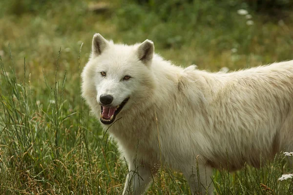 Lobo Ártico Canis Lupus Arctos Sorri Lindamente — Fotografia de Stock