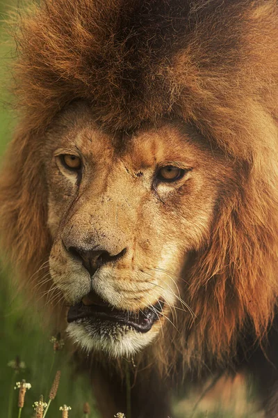 Leão Panthera Leo Muito Perto Retrato — Fotografia de Stock