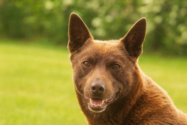 Avustralyalı Kelpie erkek portresi