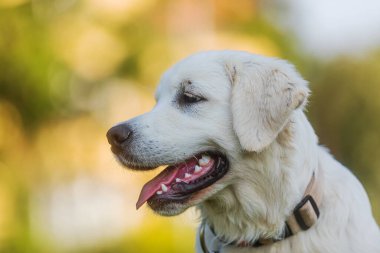 Golden Retriever köpek yavrusunun yakın plan portresi