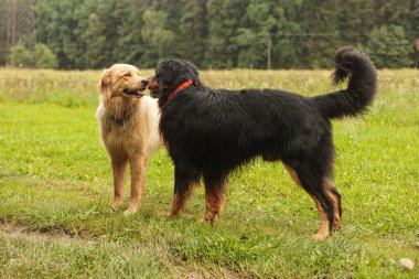Sarışın bir dişi Hovawart ile işaretli bir erkek Hovawart 'ın karşılaşması.