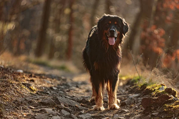 Αρσενικό Σκυλί Hovwart Στέκεται Ένα Δασικό Μονοπάτι Στο Αντίθετο Φως — Φωτογραφία Αρχείου