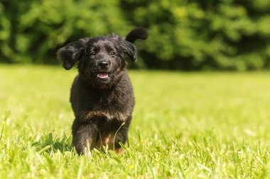 Çimenlerde koşan yalnız bir Hovawart köpeği.