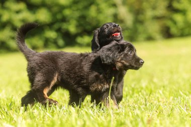 İki Hovawart yavrusu birbirlerini çimlerin üzerinde kovalayıp oynuyorlar.