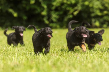 Bir grup Hovawart yavrusu çimenlerde koşuyor.