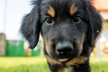 Hovawart yavrusu kameraya yakından bakıyor.