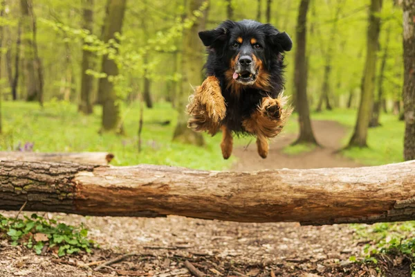 Schwarz Gold Hovie Springt Hoch Über Einen Umgestürzten Baum Wald — Stockfoto