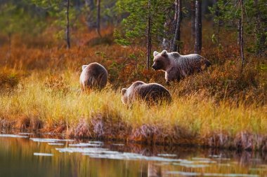 A group of Brown Bears (Ursus arctos) walks along the edge of a calm forest lake at sunset, surrounded by autumn colors and soft light.