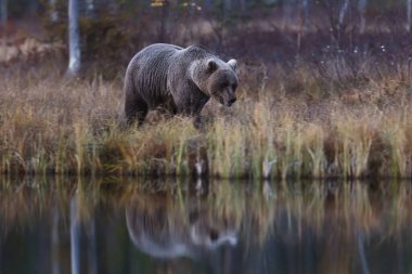 A Brown Bear (Ursus arctos) walks along the edge of a calm forest lake, its reflection visible in the still water during the quiet evening.