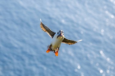 An Atlantic Puffin (Fratercula arctica) flies carrying fish over the shimmering ocean.