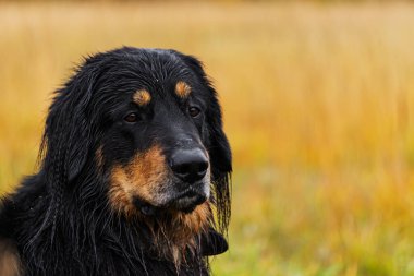 Islak bir Hovawart köpeği, yumuşak doğal ışıkta parıldayan siyah ve bronz kürküyle, sabah yağmurundan sonra renkli bir sonbahar tarlasında sakince oturur..
