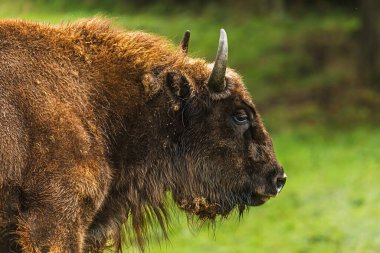 Avrupa Bizonu 'nun (Bison bonasus) yakın bir portresi, devasa kafasını, kaba kahverengi kürkünü ve doğal ışık altında kendine özgü boynuzlarını gösterir..