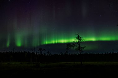 Kuzey ışıkları (Aurora borealis) yıldızlı gökyüzünde parlıyor, aşağıdaki sessiz ormanın üzerine yeşil bir parıltı saçıyor..