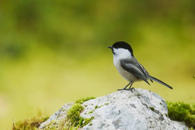 The Marsh Tit (Poecile palustris) stands on a mossy rock and looks curiously into the distance, surrounded by gentle forest greenery.