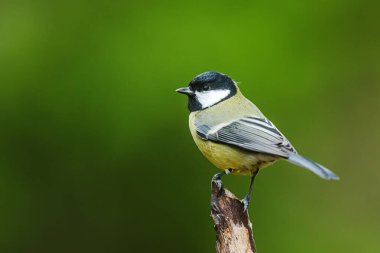 A great tit (Parus major) stands alertly on a branch against a smooth green background, showing its vivid yellow breast and black head markings.
