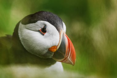 Atlantik martı fratercula arktika 'nın renkli gaga detaylarıyla yakın plan portresi.