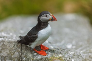 Atlantik martısı Fratercula arkktika çim yamacında dikiliyor..