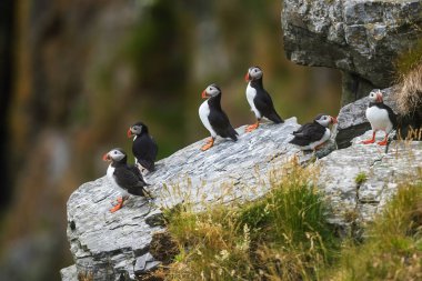 Atlantik martinilerinden oluşan küçük bir koloni (Fratercula arktika) kıyı bitkileriyle çevrili kayalık bir uçurum çıkıntısı üzerinde birlikte dinlenir..