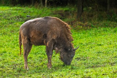 Avrupalı bir bizon (bizon bonasus) başıyla yemyeşil çimlerde otlarken etrafındaki yağmur damlaları hafifçe düşer..