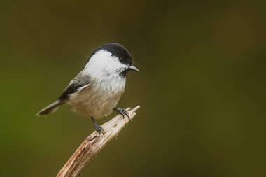 A Marsh Tit (Poecile palustris) perches quietly on a slender branch looking downward against a soft green background.