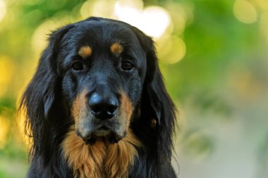 Bir Hovawart 'ın doğrudan portresi (Canis lupus familiaris) yeşil orman arka planında narin gözlerini ve sakin mizacını gözler önüne serer..