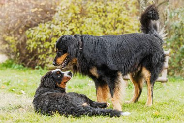 A curious domestic dog (Canis lupus familiaris) stands over its resting companion in calm interaction.