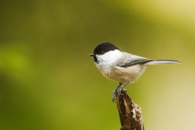 A gentle Marsh Tit (Poecile palustris) looks quietly across a peaceful green woodland clearing.