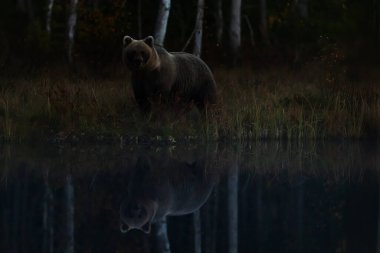 A brown bear (Ursus arctos) stands near the lake edge in near darkness.