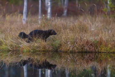 A wolverine (Gulo gulo) runs along the lakeshore in the soft light of evening.