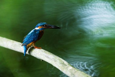 A Common Kingfisher (Alcedo atthis) clutches a tiny aquatic prey item while perched over green water.