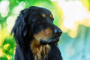The Hovawart (Canis lupus familiaris) is portrayed in soft summer light, showing its black and tan coat and calm expression with a blurred green background.