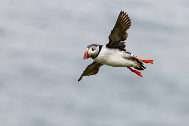 An Atlantic puffin (Fratercula arctica) is captured in mid-flight above the sea with its wings spread wide.