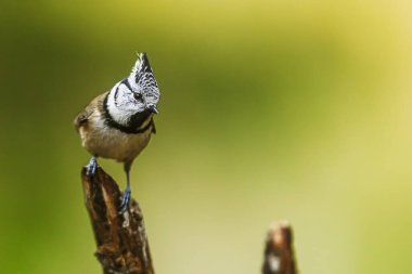 A Crested Tit (Lophophanes cristatus) is perched on a branch against a smooth green background.
